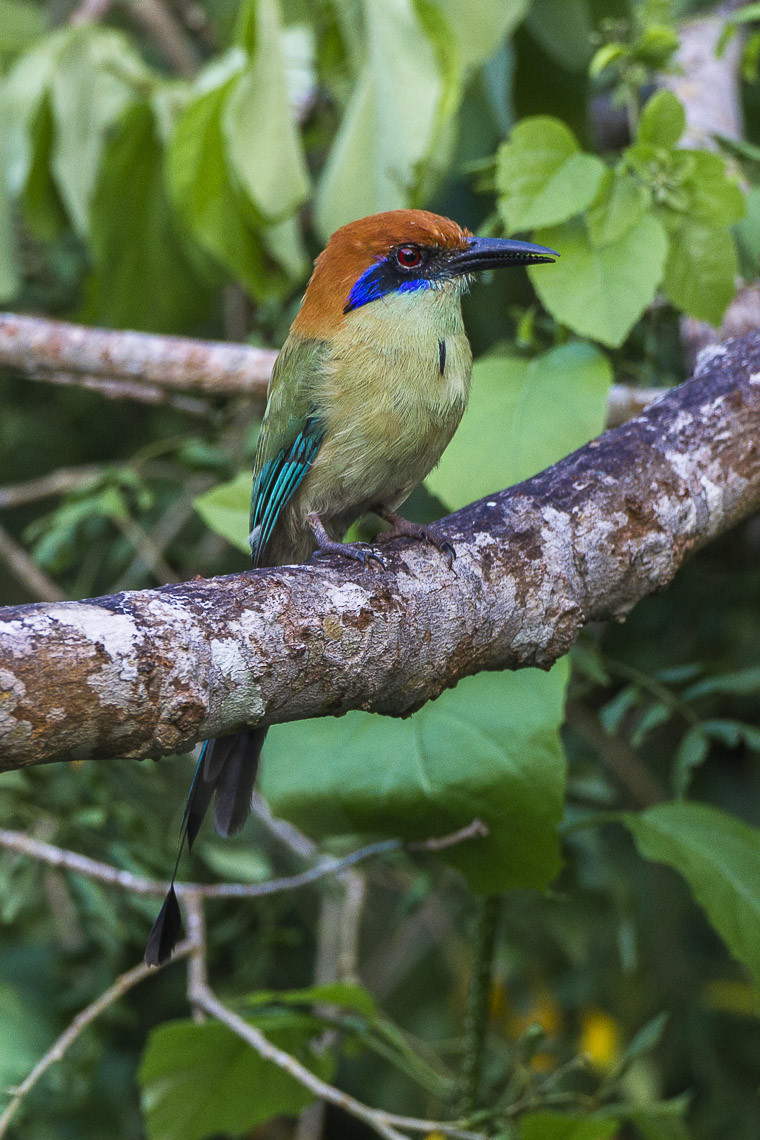 image Russet-crowned Motmot
